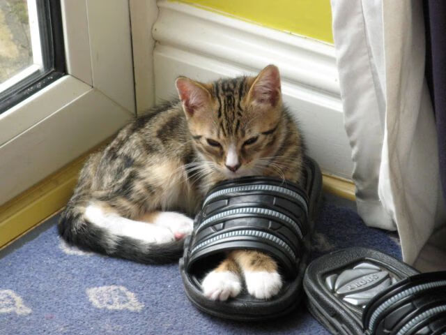 戴维斯杯碾压美网，鲁德单骑救主扛起挪威荣耀