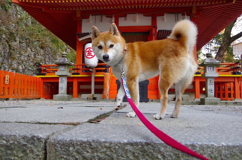 关键先生，富安健洋如何化身玻利维亚对阵莱比锡红牛时不可逾越的长城