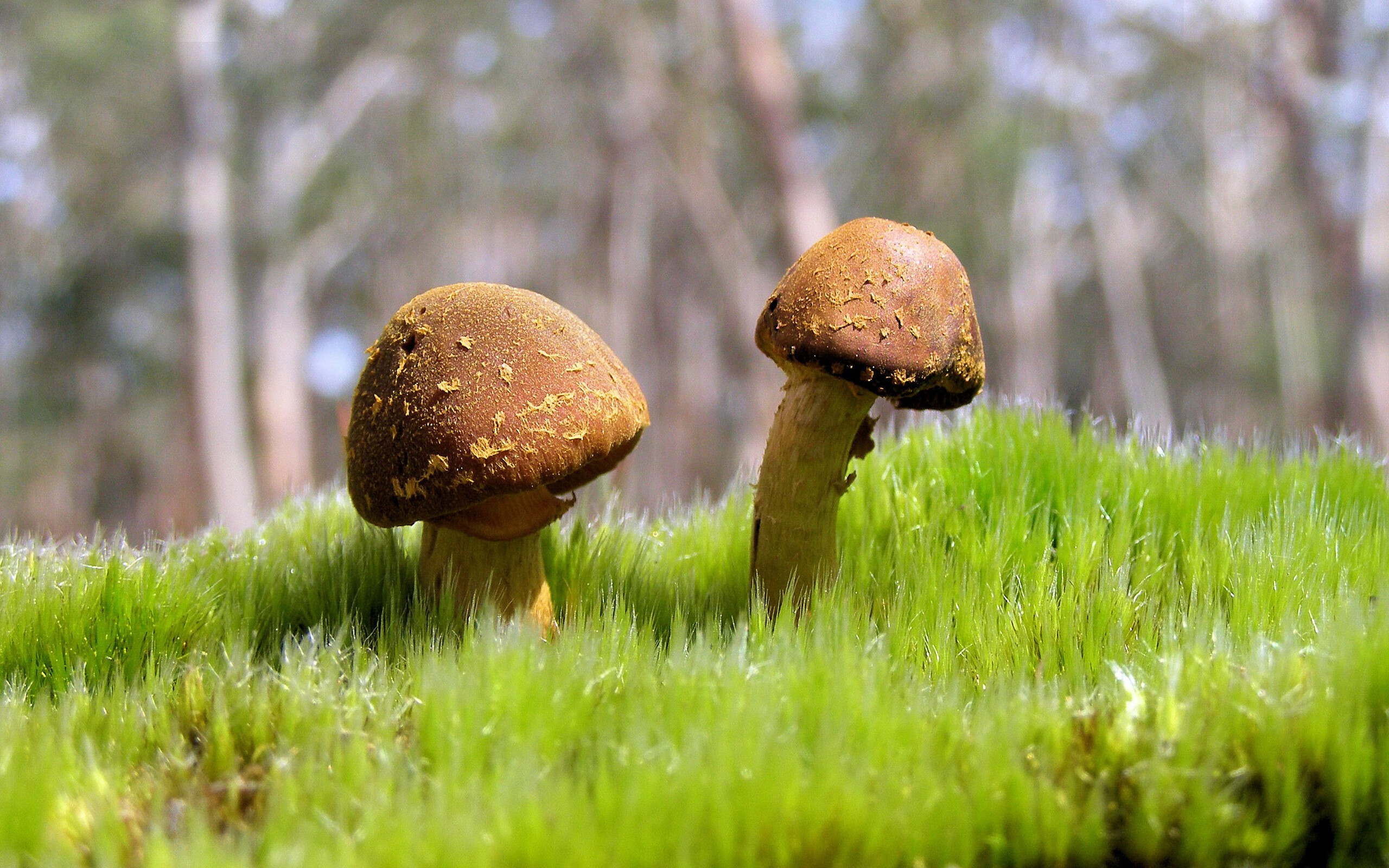 终极锁链，霍勒迪的唯一性防守如何改写国王与深圳的巅峰对决