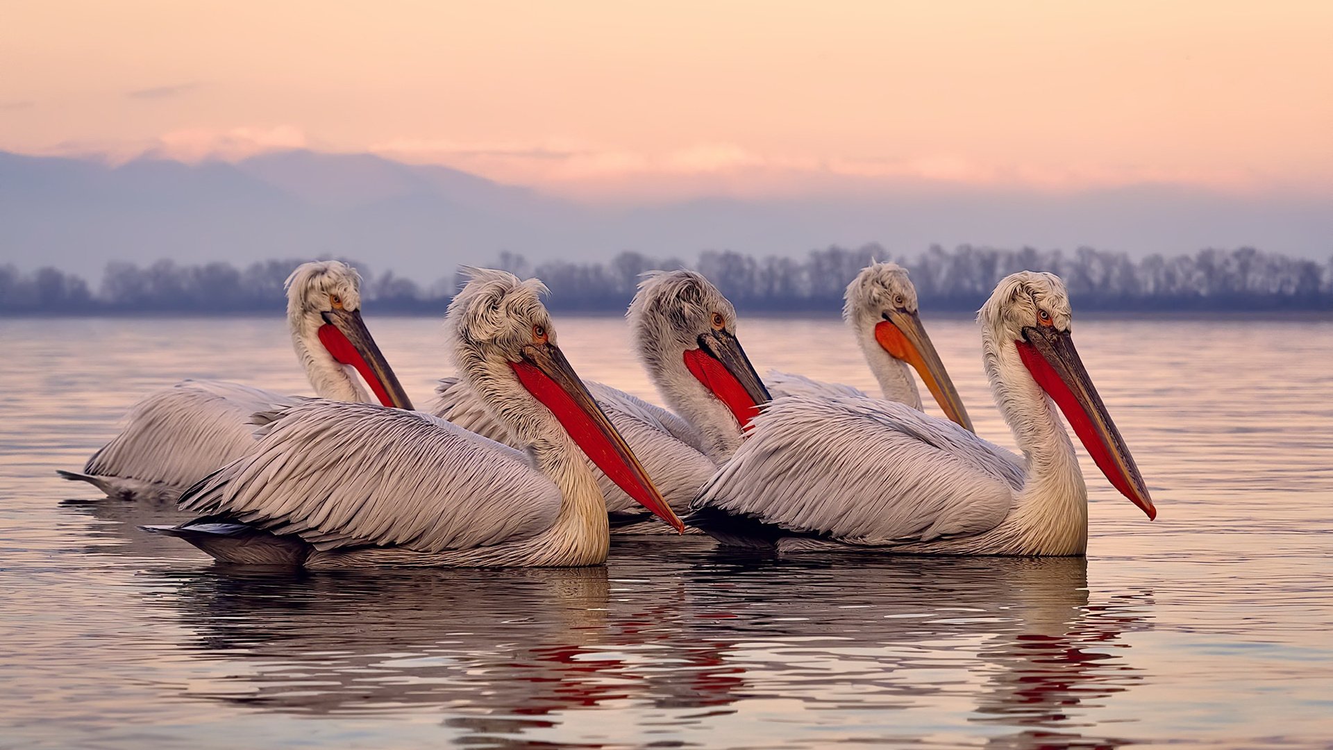 F1街道赛之夜，与劳塔罗的大场面心跳同频