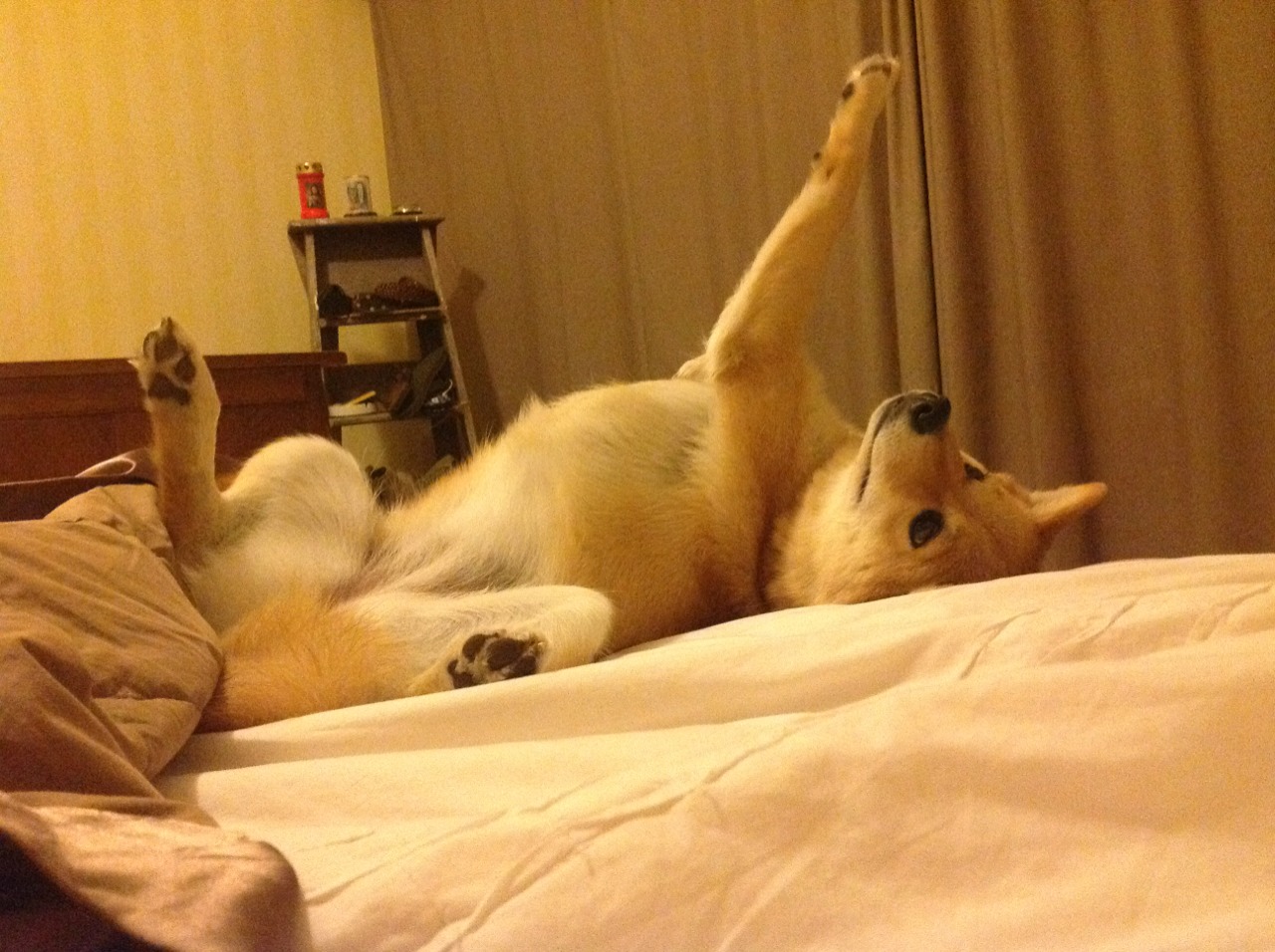 绿茵的两种统治力，凯恩的个人交响与阿根廷的战术风暴