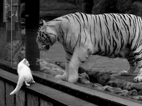 铁幕与银河，湖人铸就团队防守之墙，东契奇点亮个人天赋之巅