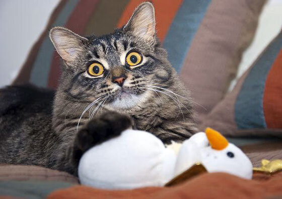 满分刻度上的战争，当凯塞多在排名之夜重塑最佳的定义