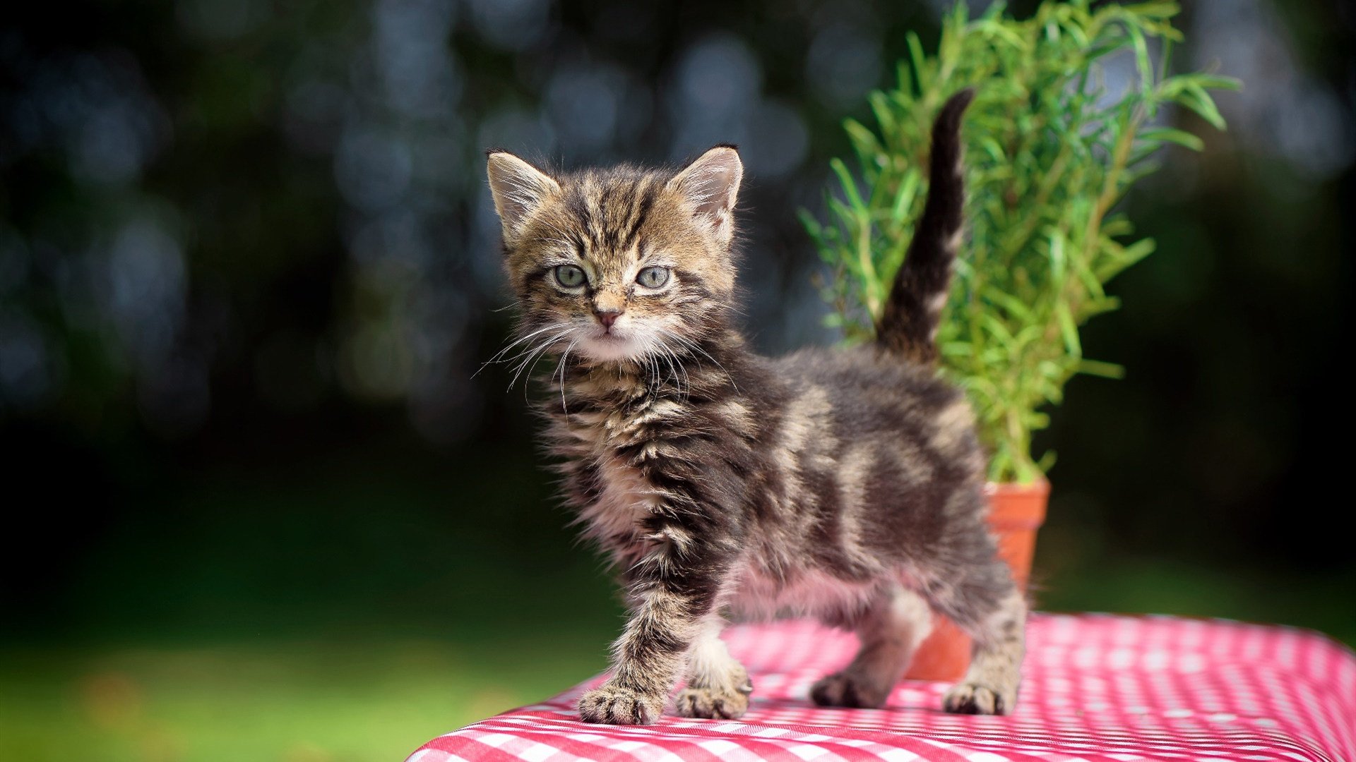 东西两岸同时开火，利拉德三分雨浇灭热火，新疆内线风暴掀翻马刺