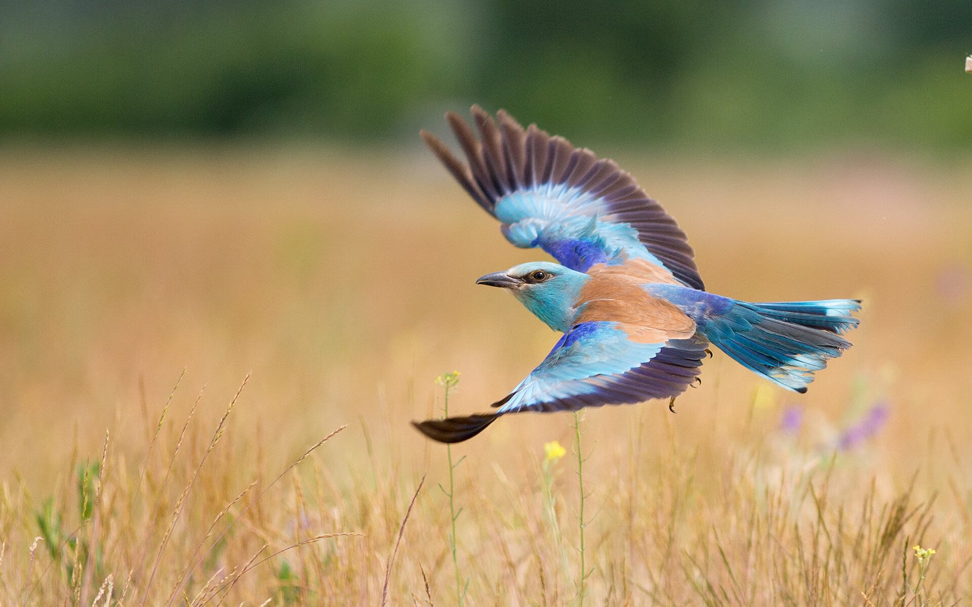 节奏猎手与手术刀,爱尔兰掌控全局,帕尔默书写巨星篇章